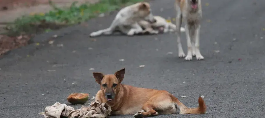 free-roaming dogs