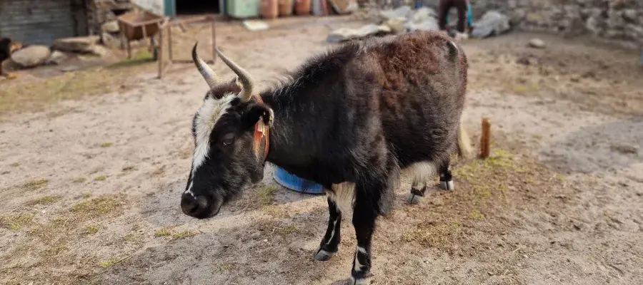 Yak_in_Khumjung_village