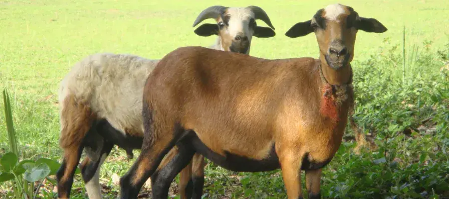 thumbnail_Ewe and Ram copy.jpg