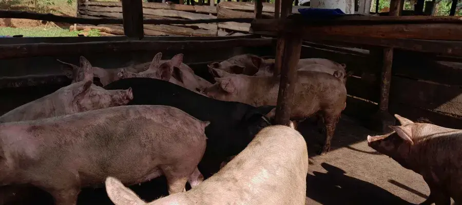 Ugandan pigs