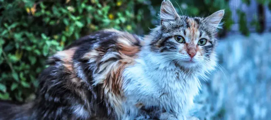 Cat in Cyprus credit Kyriacos Georgiou