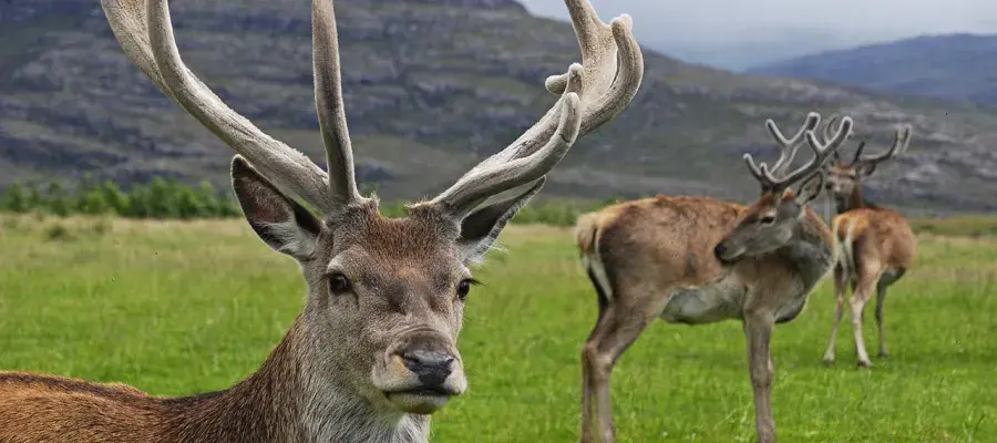 red deer