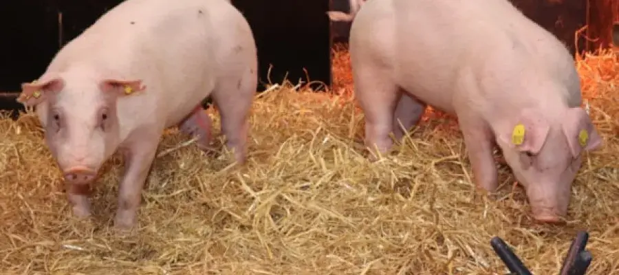 Gene edited pigs