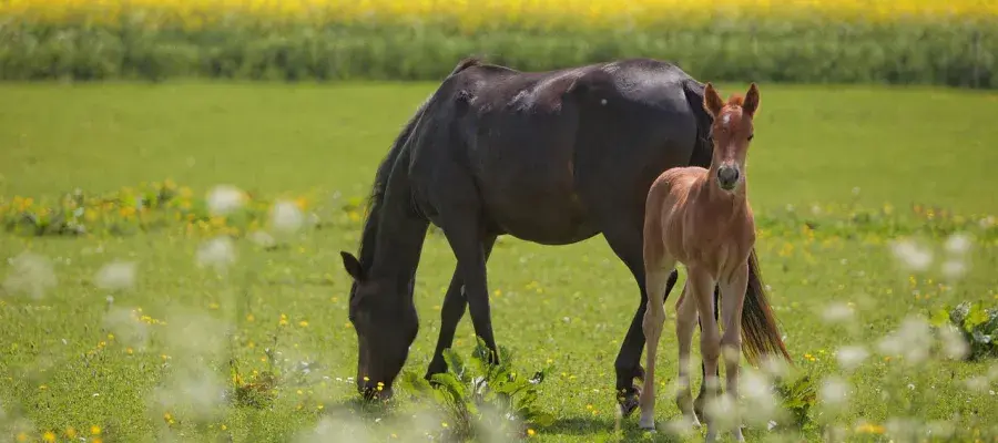 Horse and foal iin a green field