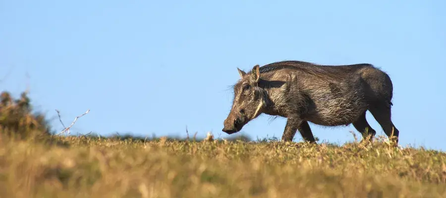 Warthog on the horizon agianst a blue sky and bush land