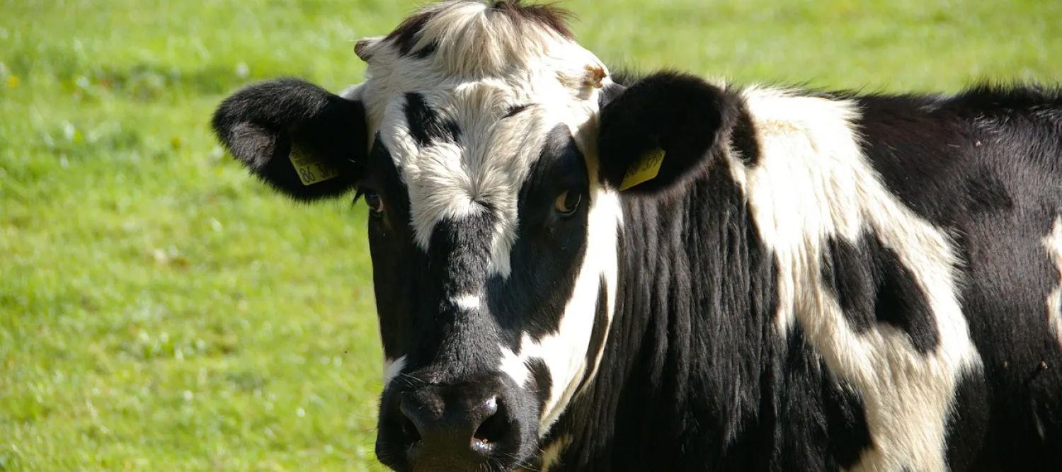 Cow