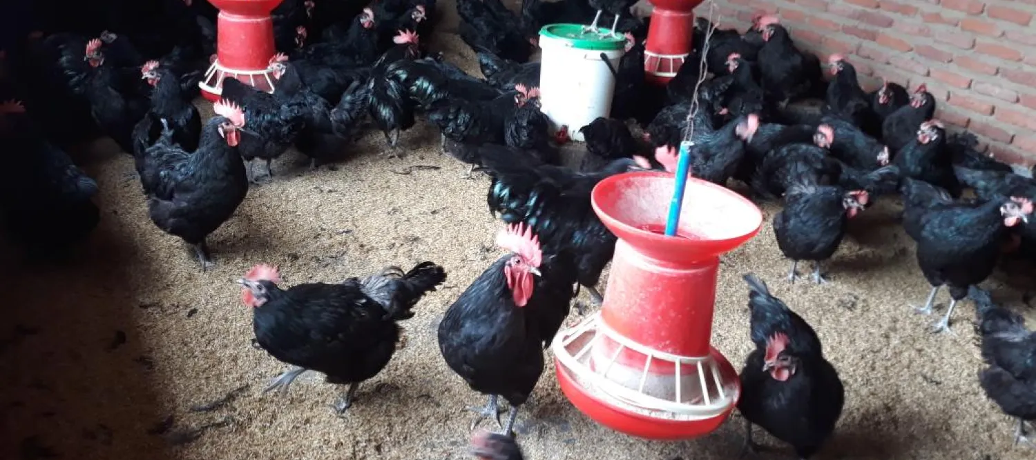 Malawi poultry