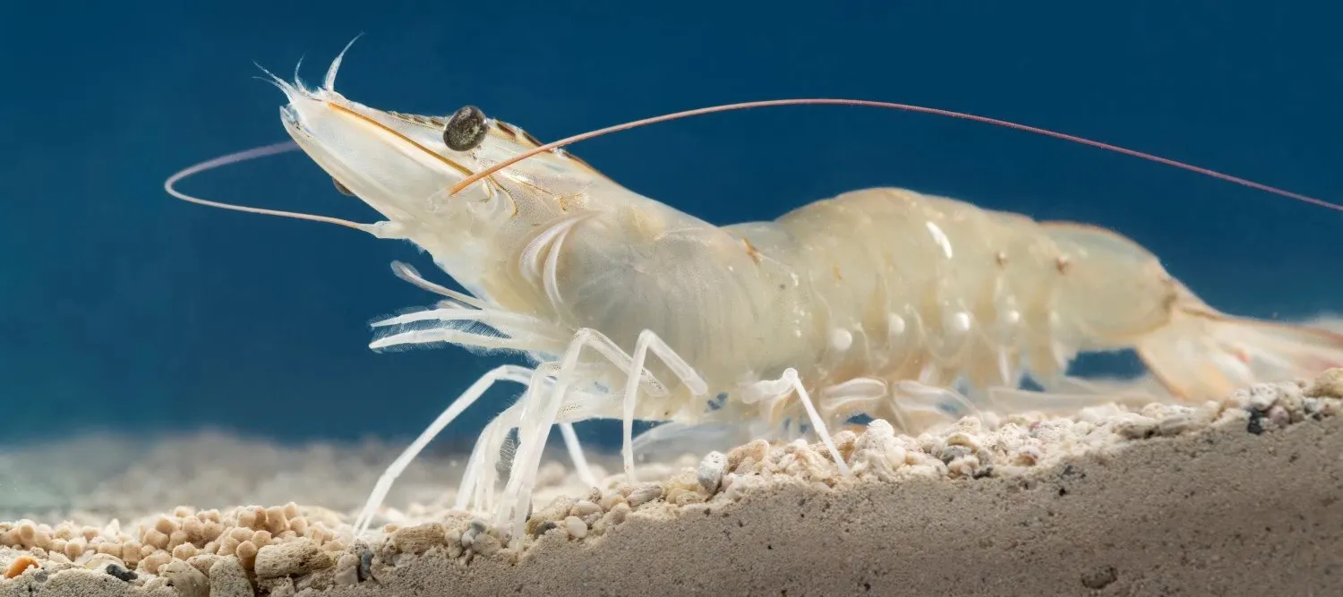 Whiteleg_Shrimp 1200x533