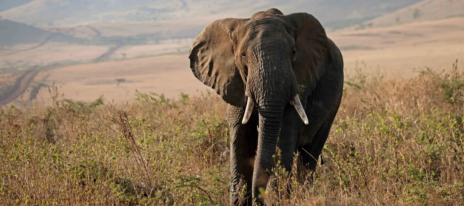 elephant