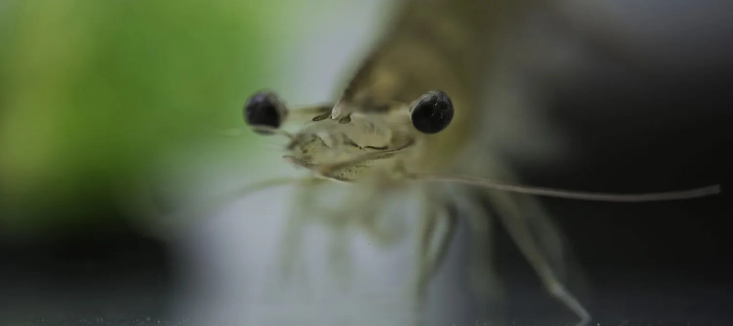Whiteleg shrimp