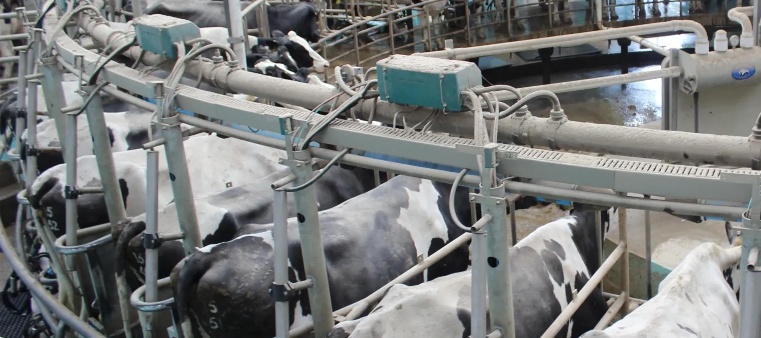 Dairy cows