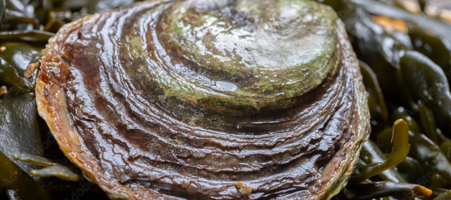 European flat oyster
