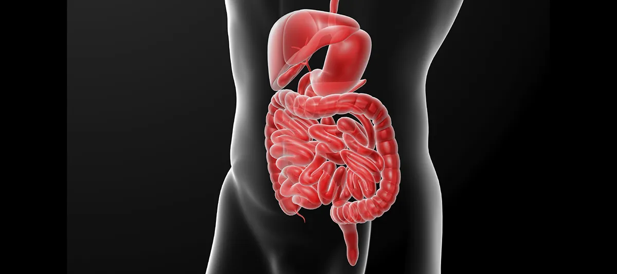 Intestines image