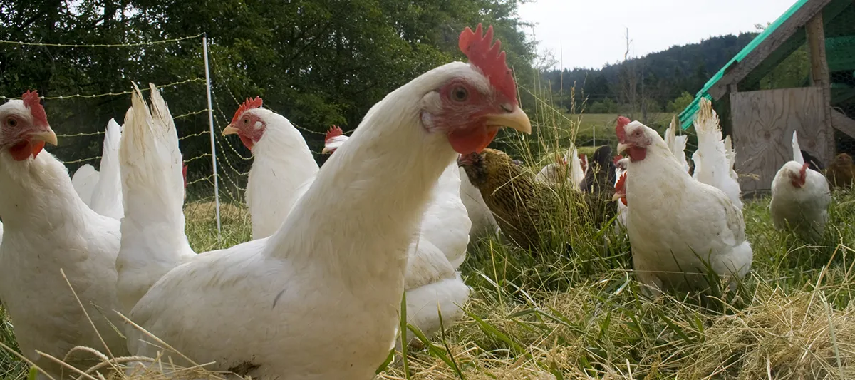Free range chickens