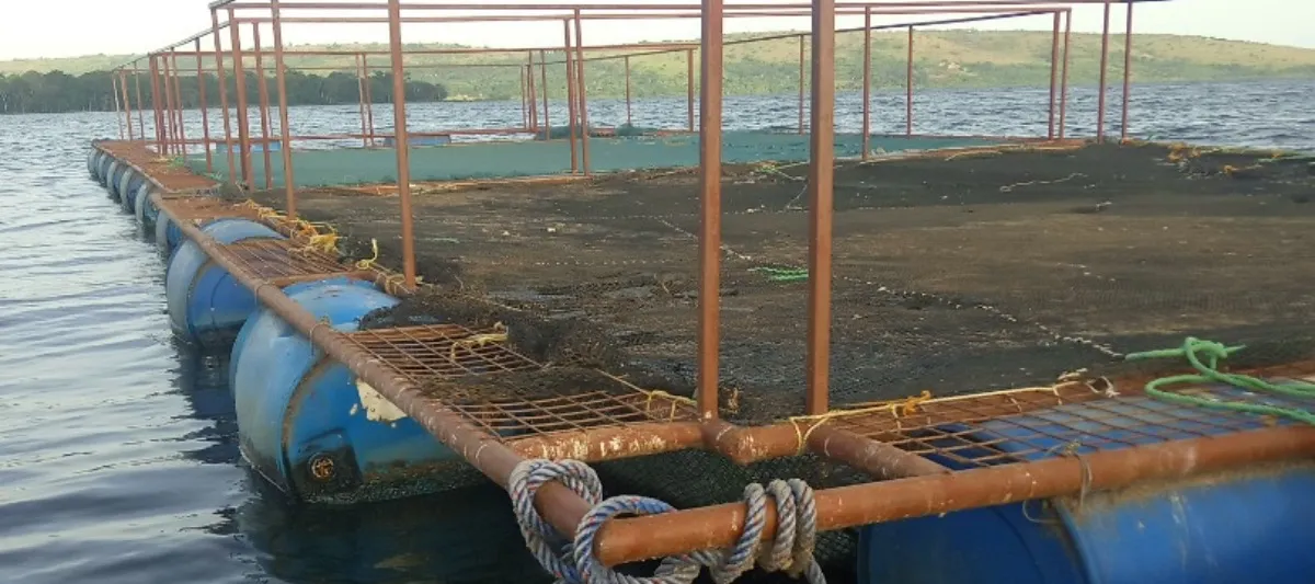 Cage fish farm