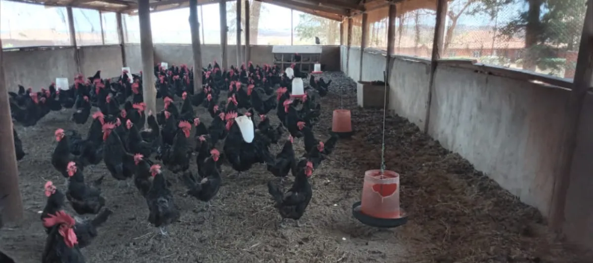 Malawi_Collabotrative_Project