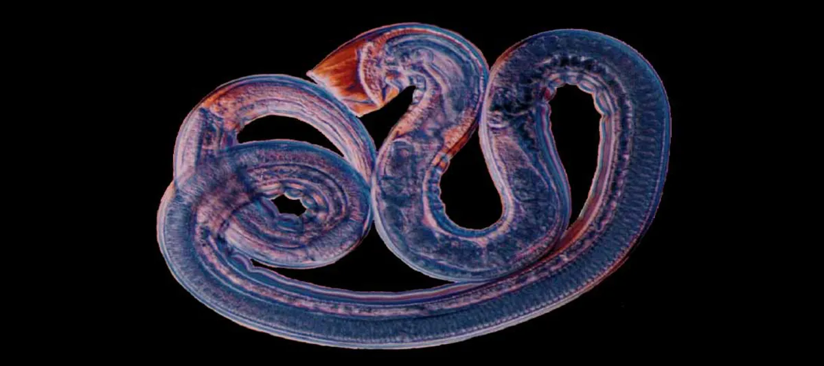Nematode worm