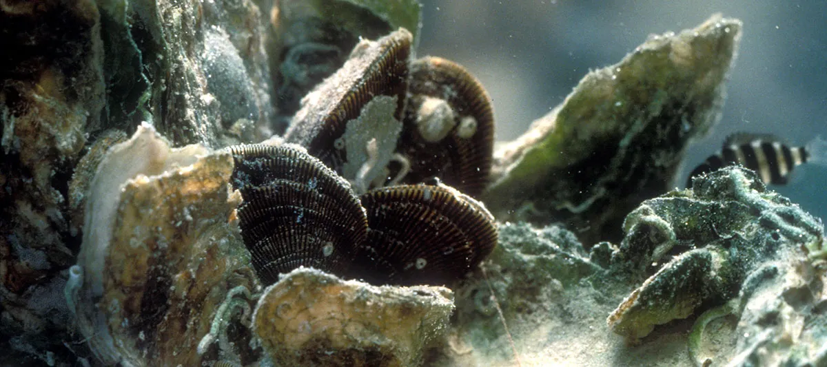 Close up of oyster bed