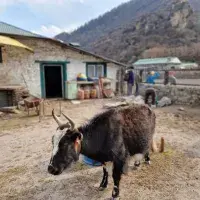 Yak_in_Khumjung_village-NM_optimized_1000.jpg