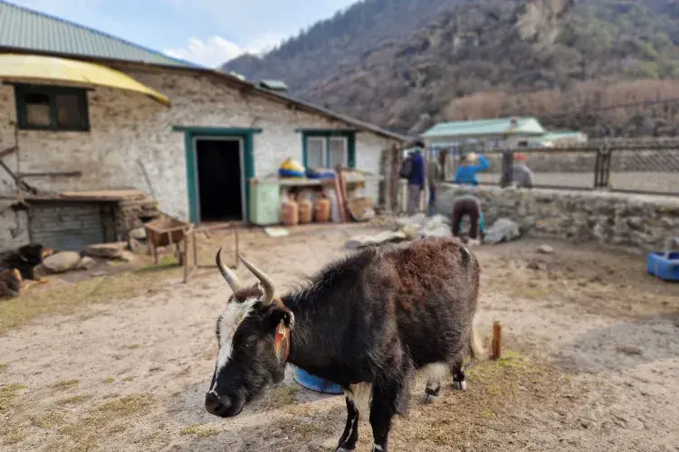 Yak_in_Khumjung_village-NM_optimized_1000.jpg