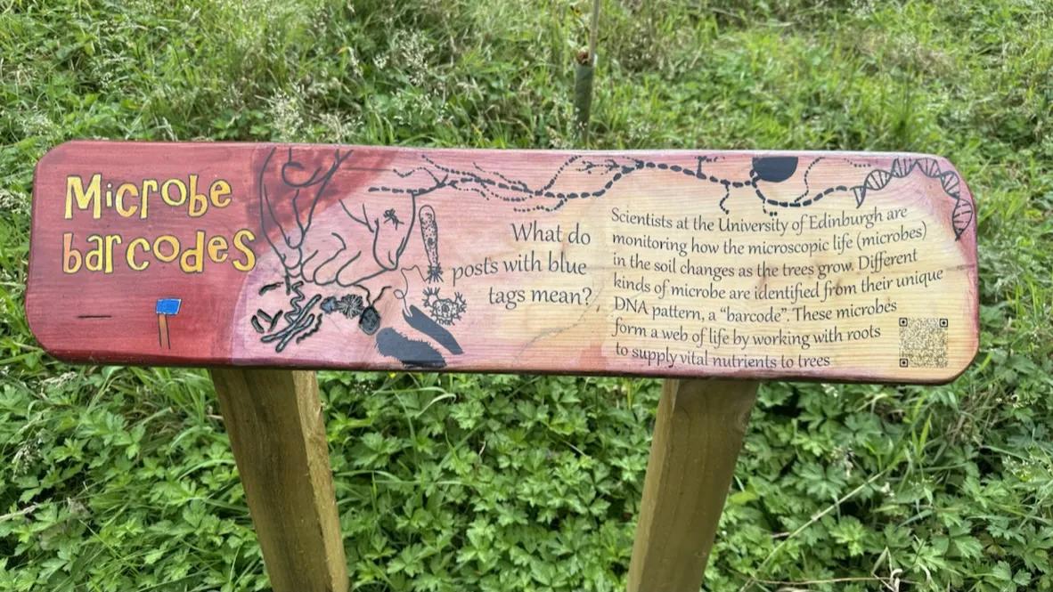 Roamers Wood