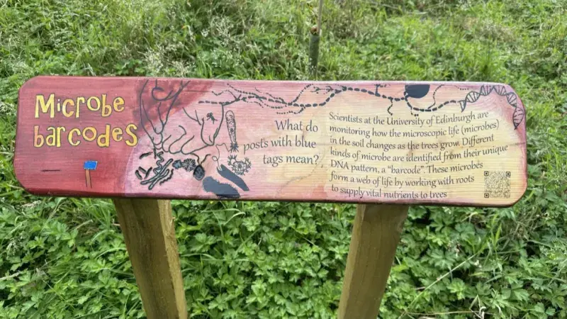 Roamers Wood