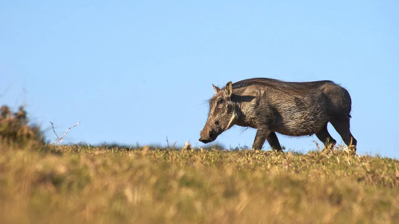 Warthog on the horizon agianst a blue sky and bush land