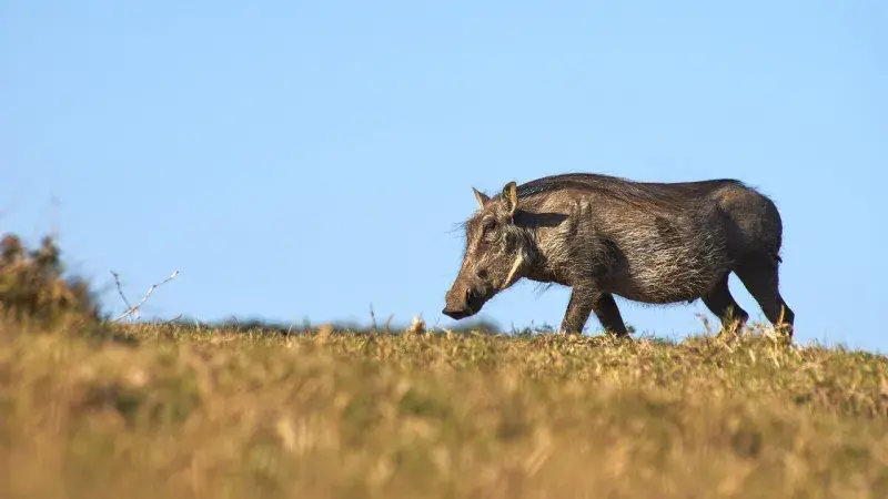 Warthog on the horizon agianst a blue sky and bush land