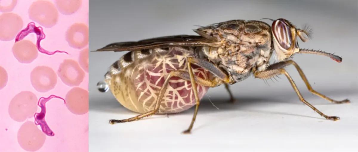 Blood film wiht parasites and the tsetse fly vector