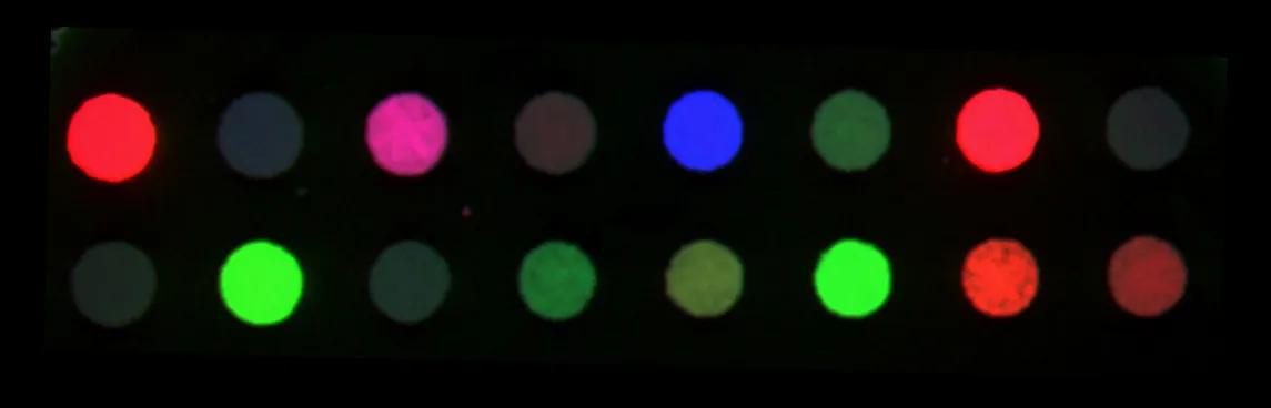 Fungal colonies on a plate, with each colony labelled with a different colour