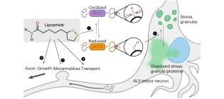 Diagram illustrating action of lipoamide