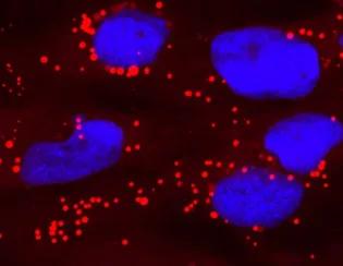 Lipid droplets (red) stored in Atlantic salmon cells