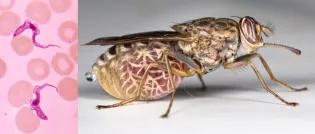 Blood film wiht parasites and the tsetse fly vector