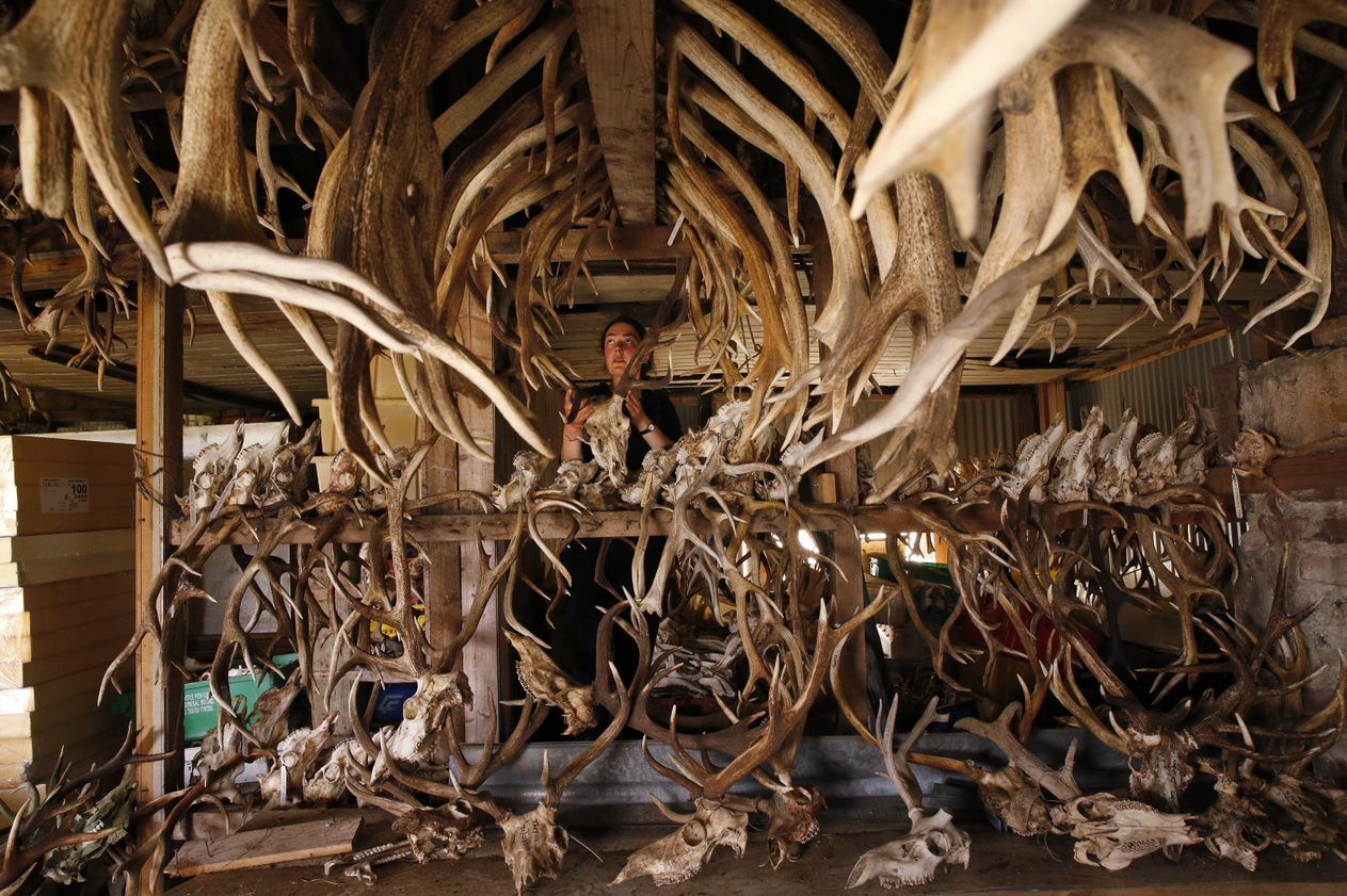 room filled with deer antlers