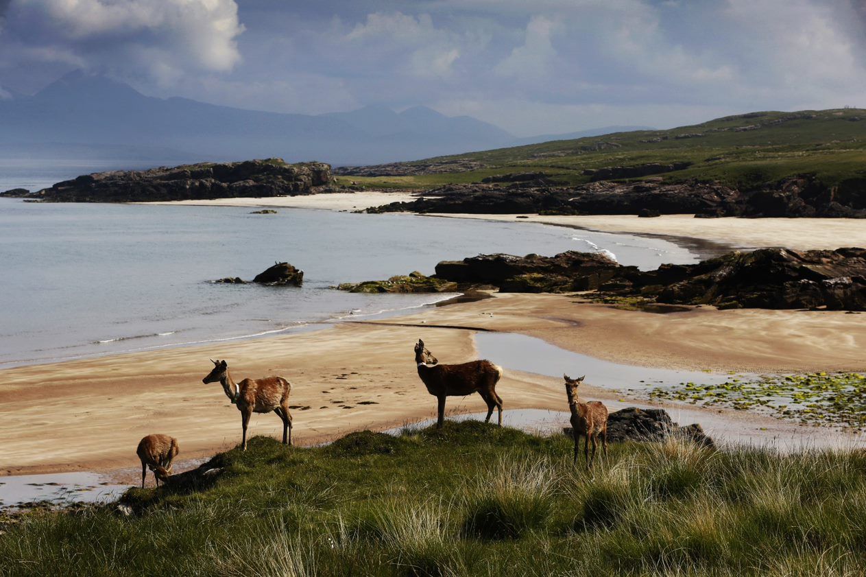 deer on a beach