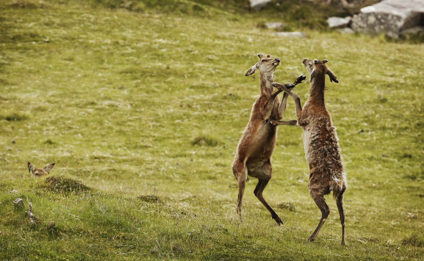 two deers sparing in a meadow