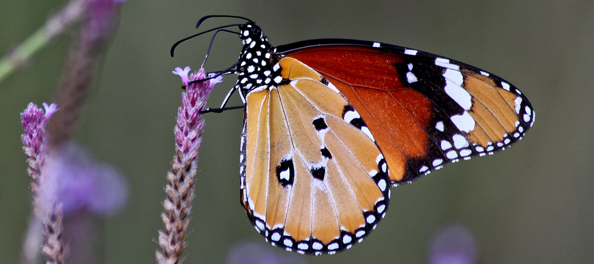 Monarch butterfly