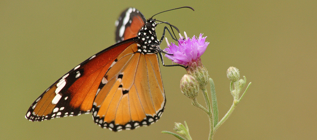 Monarch butterfly