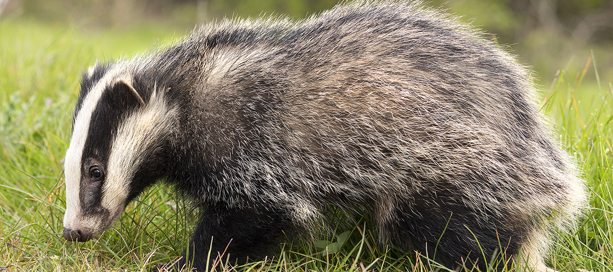 Badger in grassland