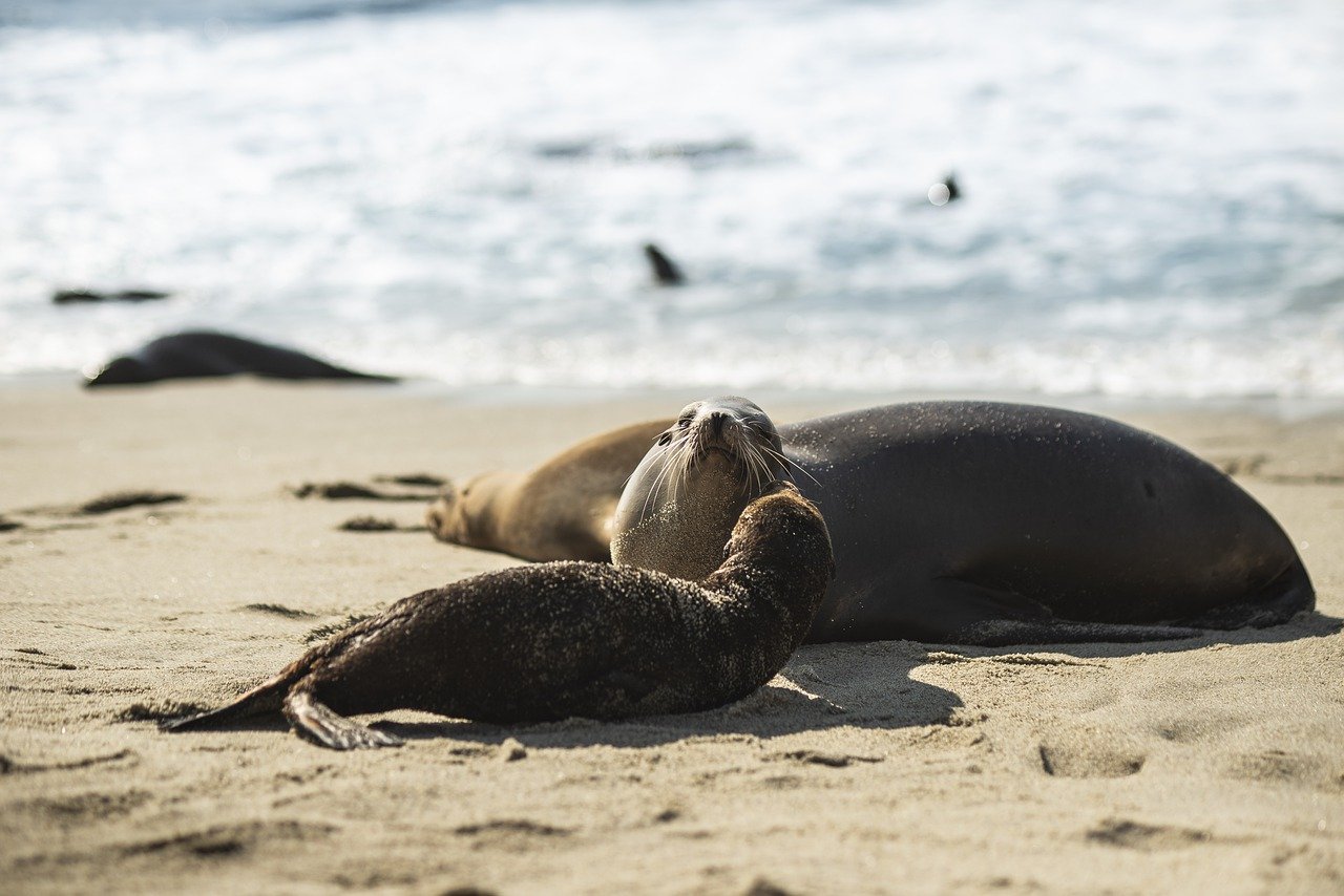 Seals