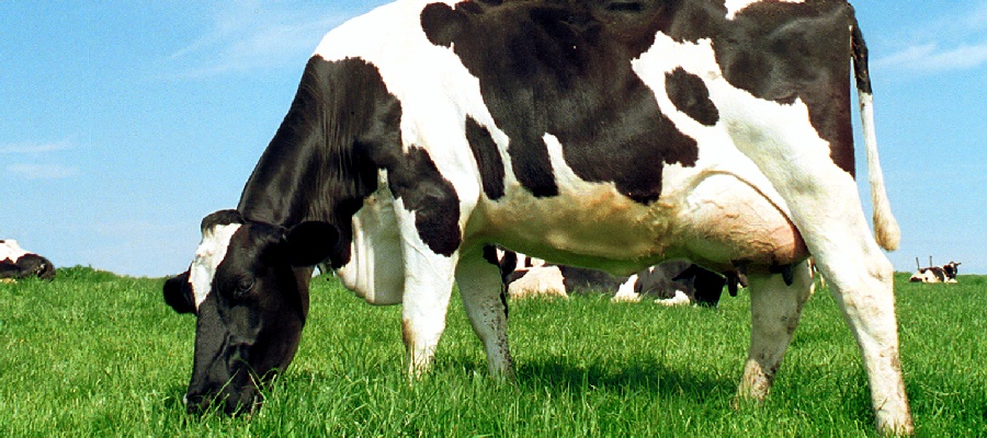 A cow eating grass