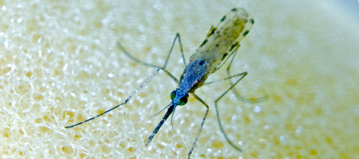 Female mosquito