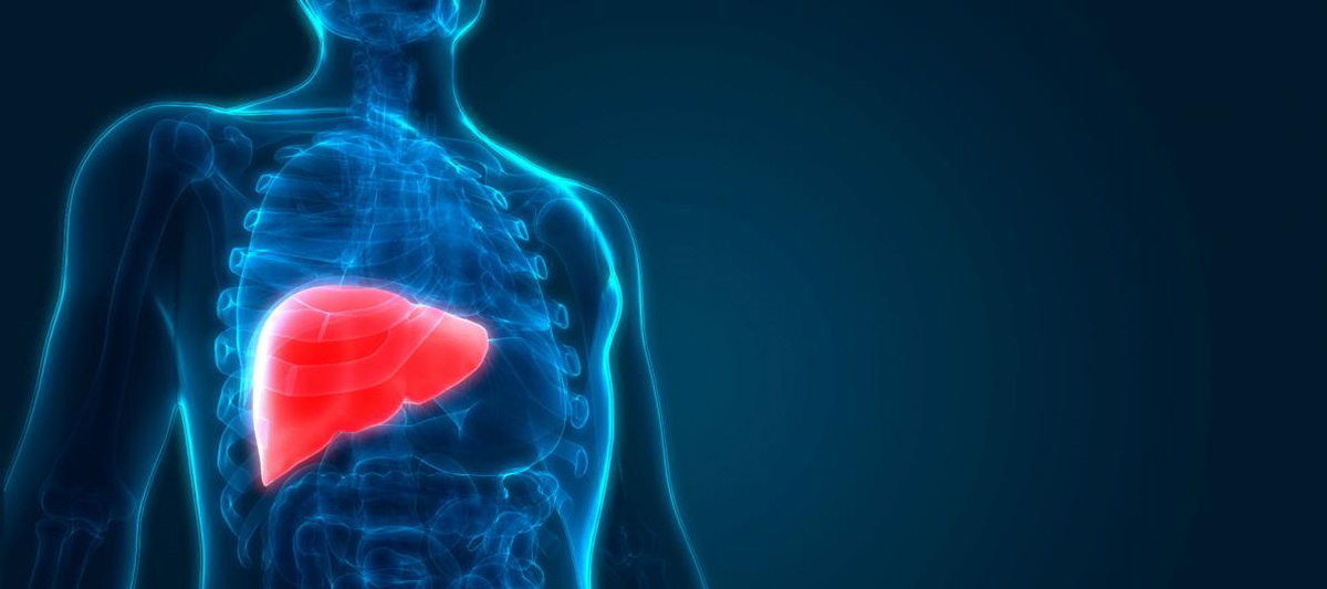 Illustration of liver in human body