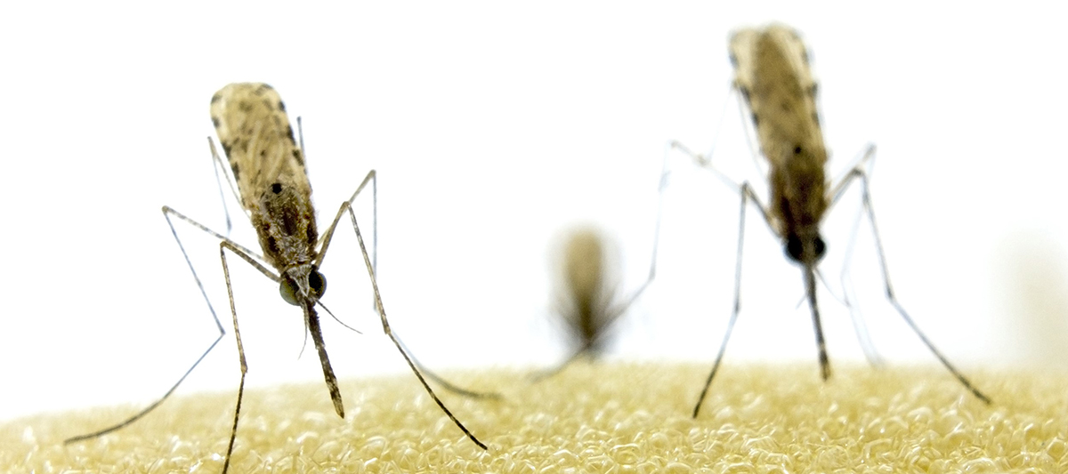 Female mosquitoes on foam