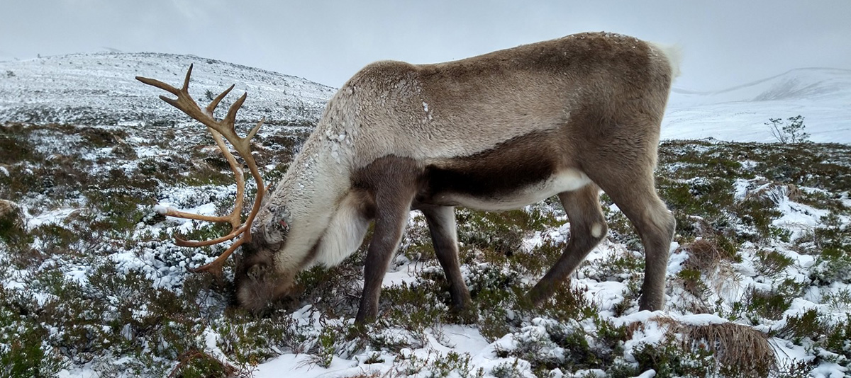 Reindeer in the snow