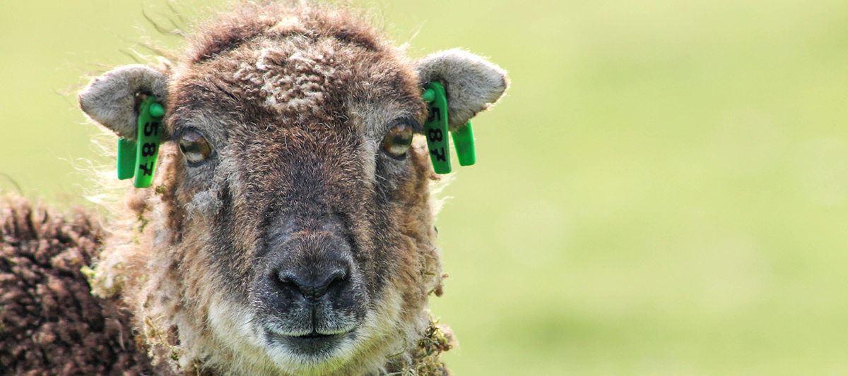 Soay sheep ewe