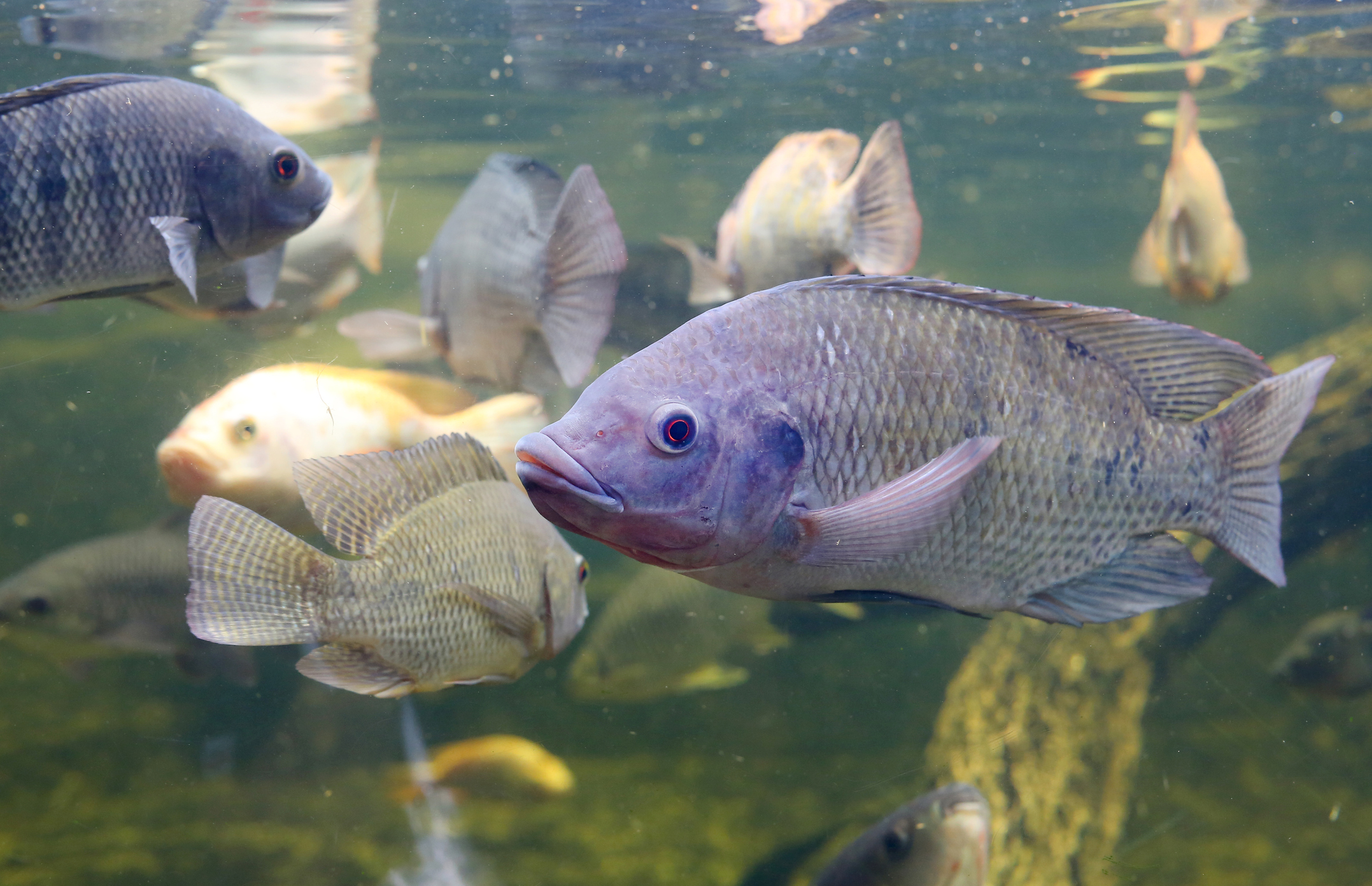 Red Tilapia fish swimming in a pond 